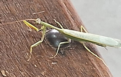 Entomologia